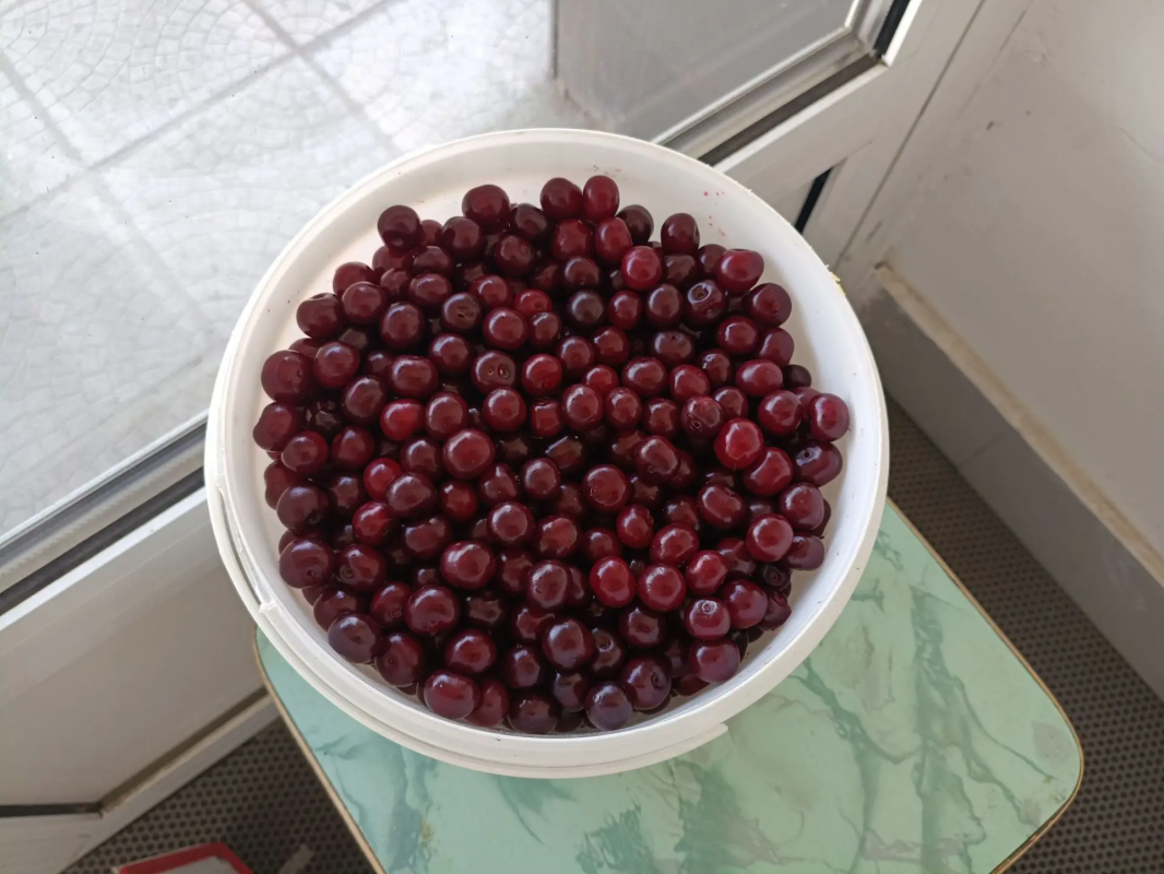 Продам вишню (древовидная), самовывоз (Юрга) 120 р. - Новотроицк