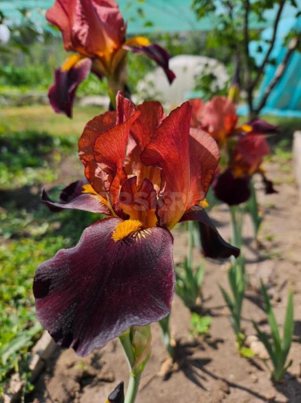 Продам делёнки сортовых ирисов. 300р. шт. - Орск