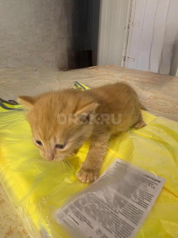 Две маленькие миленькие девочки ищут любящую мамочку. - Орск