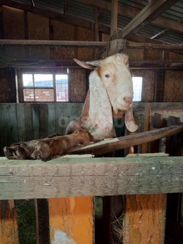 Срочно продам козлика комори нубийской породы, год и три месяца, не кастрирован, очень добрый. - Новоорск
