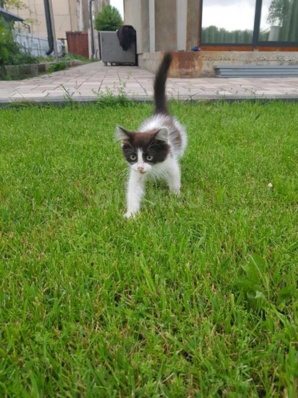 Пристраивается котик, 2 мес. - Орск