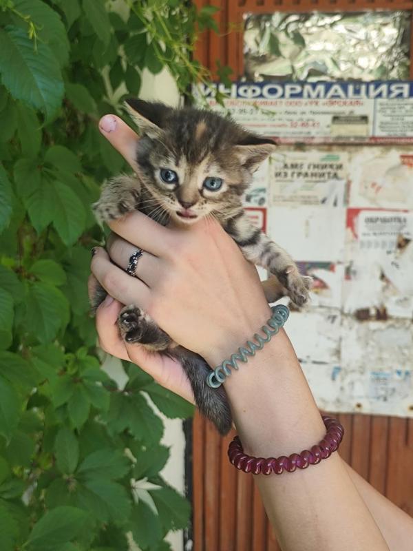 котята в добрые руки, 3 девочки 1 мальчик , котикам месяц . - Орск