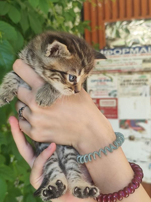котята в добрые руки, 3 девочки 1 мальчик , котикам месяц . - Орск