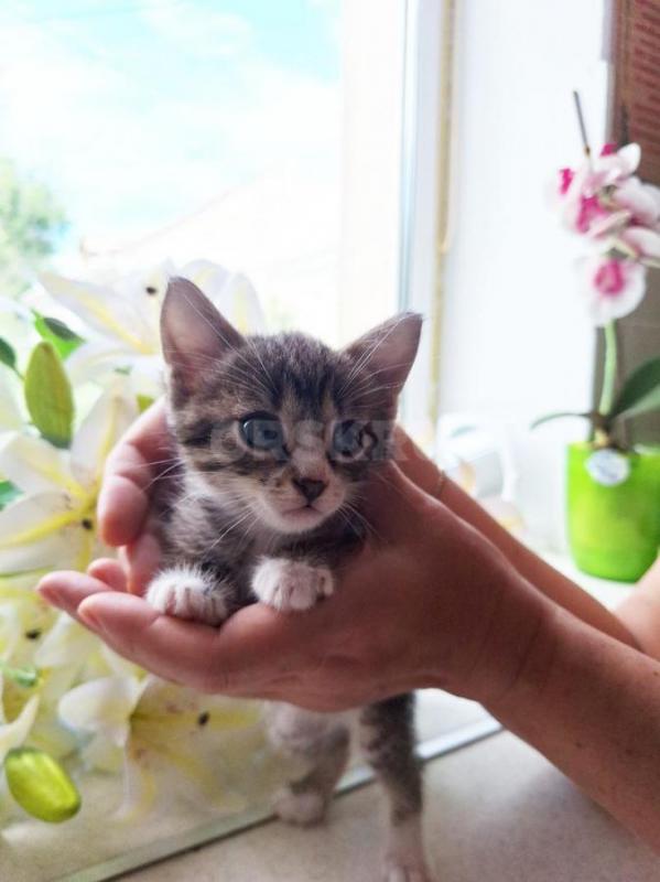 Успейте забрать свой маленький пушистый комочек СЧАСТЬЯ !!!!!!
( все котики ; 1,5 мес.; кушают моло - Орск
