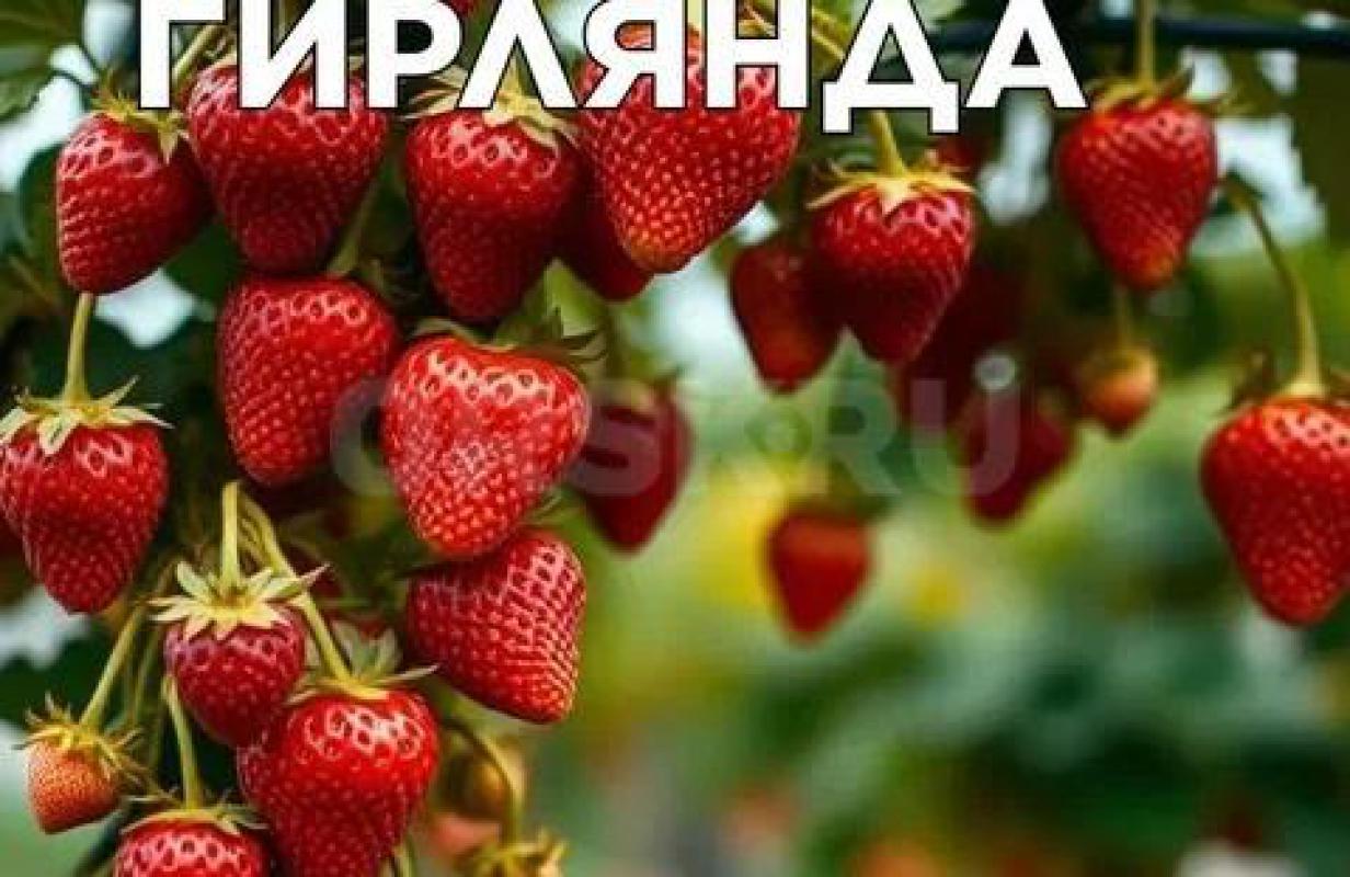Рассада ремонтантной (с ягодами всё лето) клубники: «Гирлянда»,  «Елизавета». - Орск