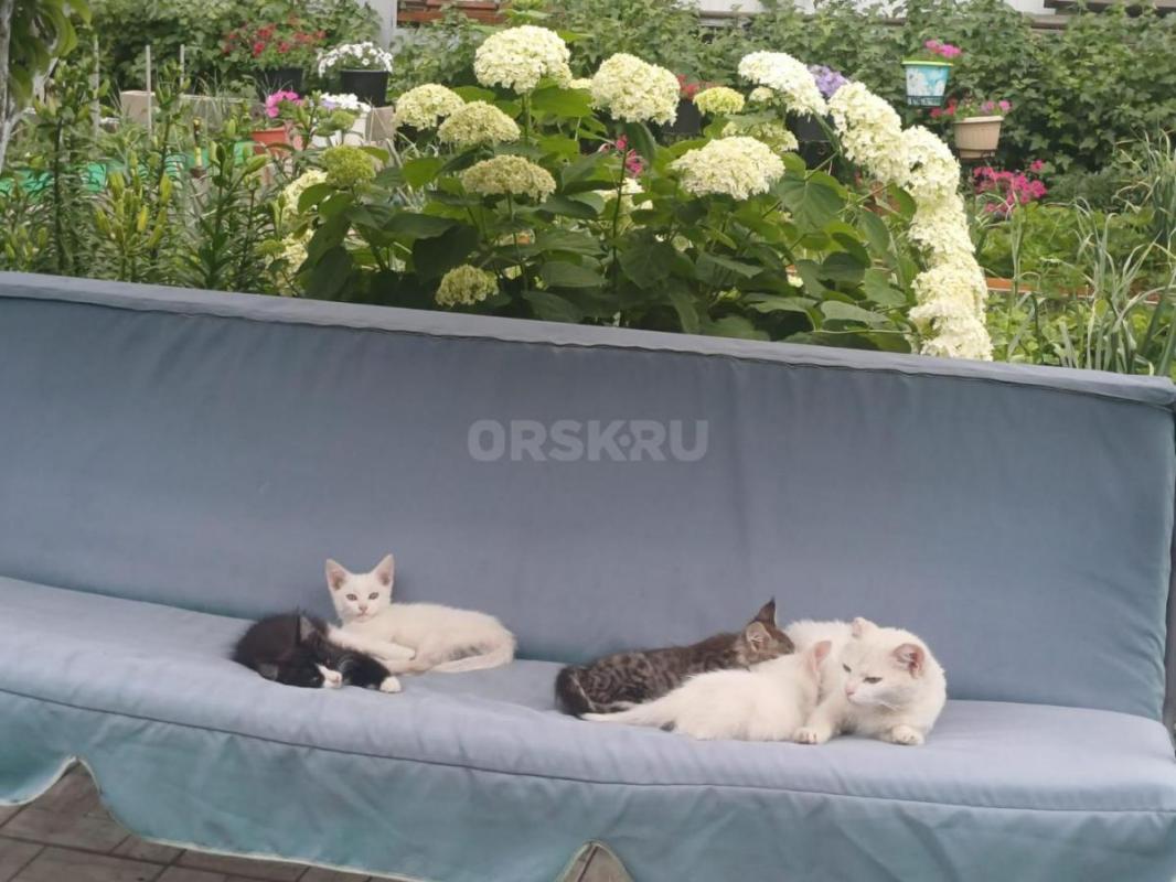 Раздам котят. - Орск