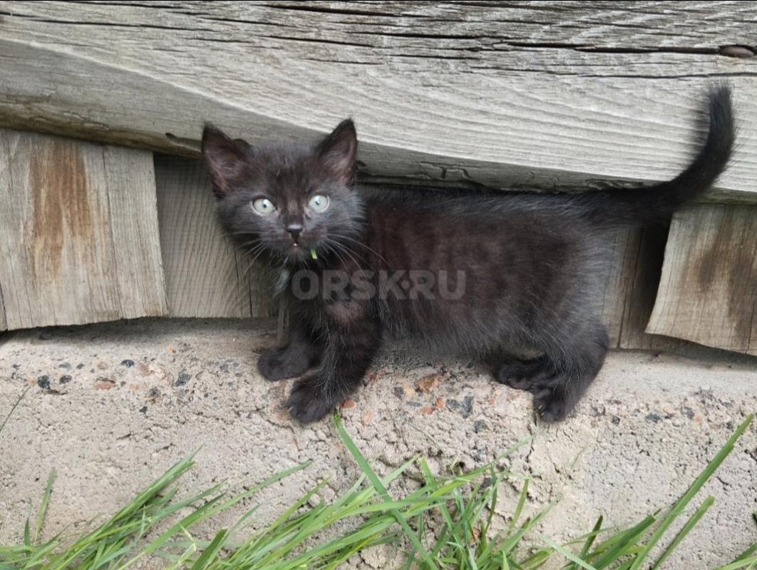 Маленький шкодный мальчишка ищет дом и заботливых и любящих хозяев. - Орск