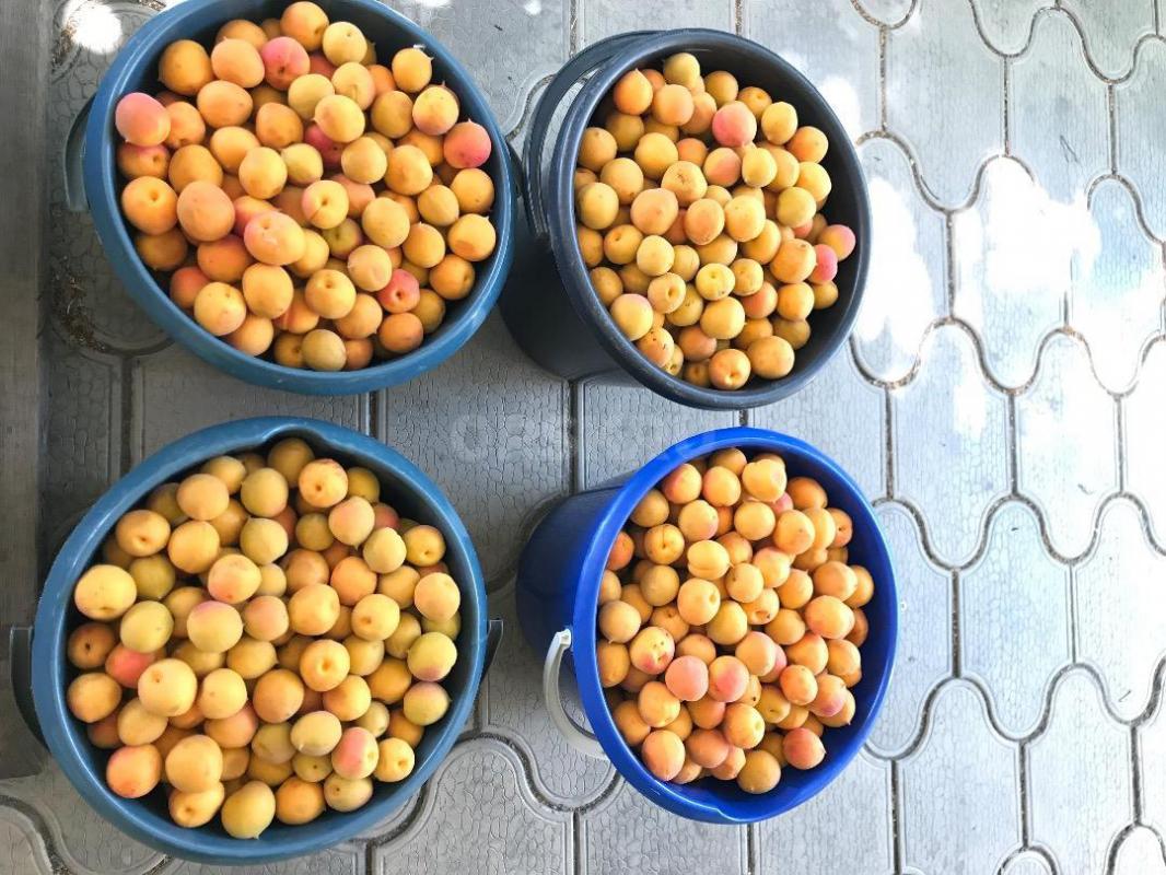 Продам абрикосы сладкие, сочные. 60 руб/кг. - Орск