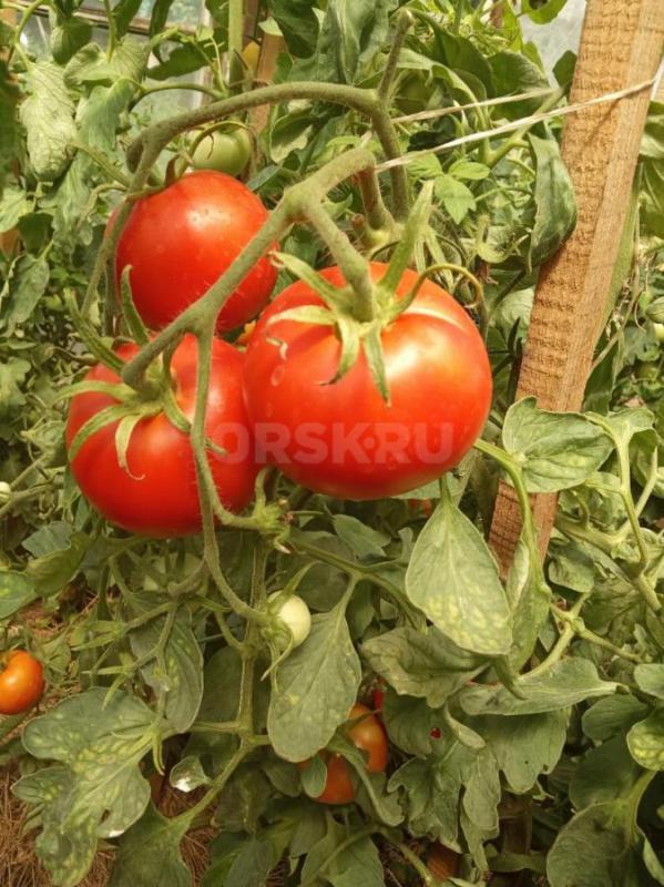 Продаю домашние помидоры, красные, розовые, жёлтые, бычье сердце, мясистые. - Орск