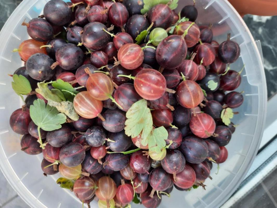 Чёрная смородина крупная сладкая,  крыжовник розовый вкусный, абрикос не червивый сладкий крупный, п - Орск