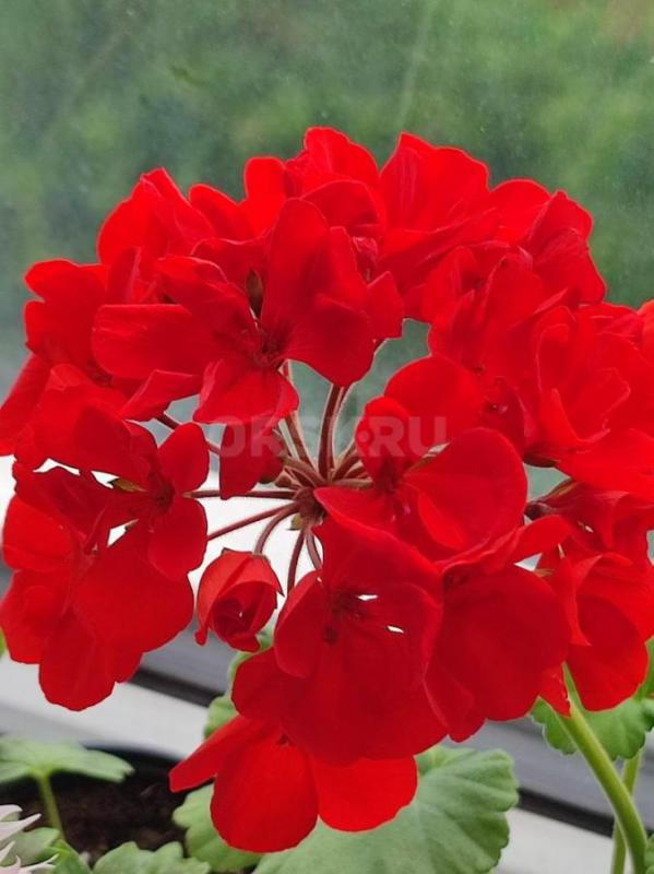 Продам пеларгонии сортовые. - Орск
