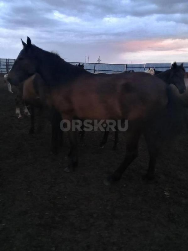 Кобыла. 3 года - Орск