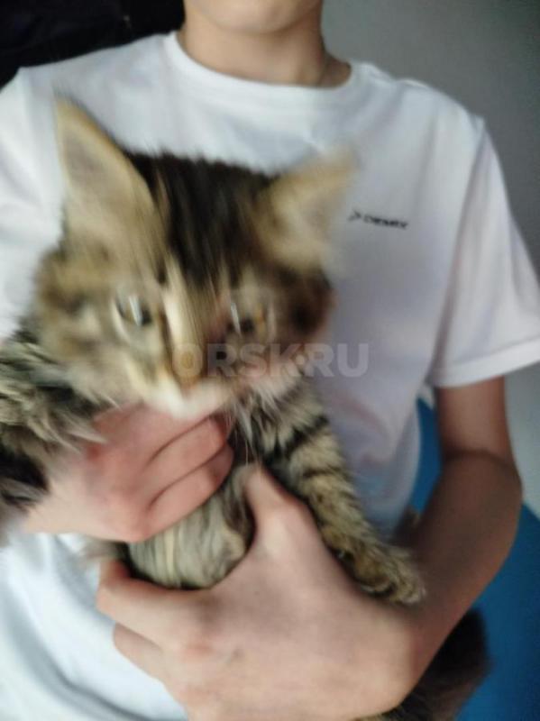 Найден котенок. - Орск