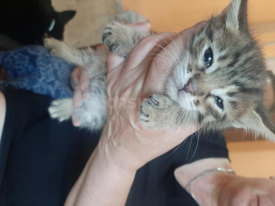 Отдам 3 маленьких котят, мальчик  темненький и две  кошечки серенькие, начали есть все, к горшку при - Орск