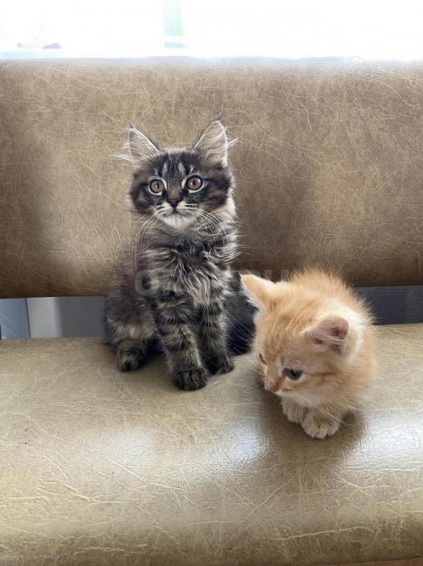 Отдам умненьких котят в добрые руки 
Игривые, от умной кошки-мышеловки, к лотку приучены
2 мальчик - Орск