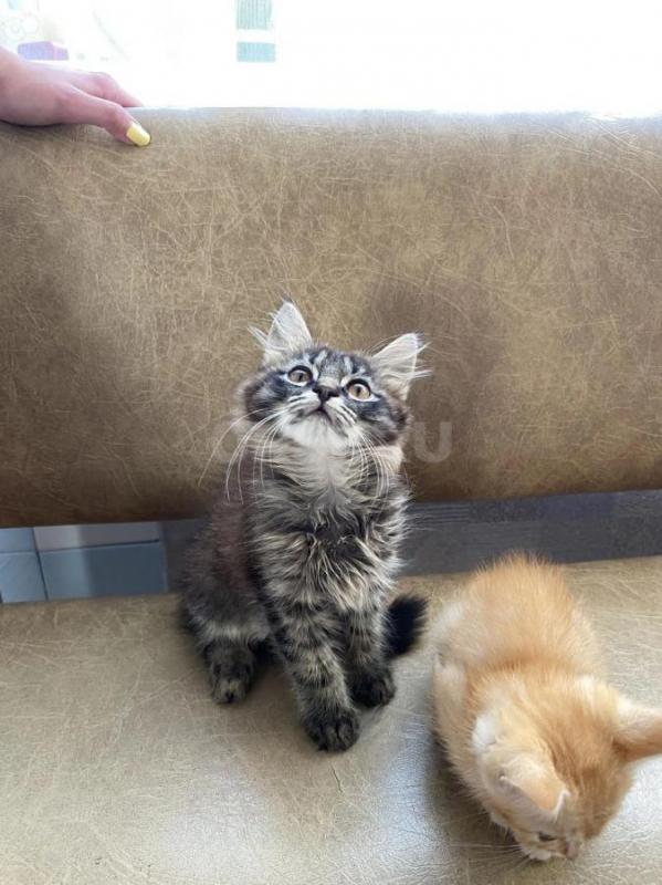 Отдам умненьких котят в добрые руки 
Игривые, от умной кошки-мышеловки, к лотку приучены
2 мальчик - Орск