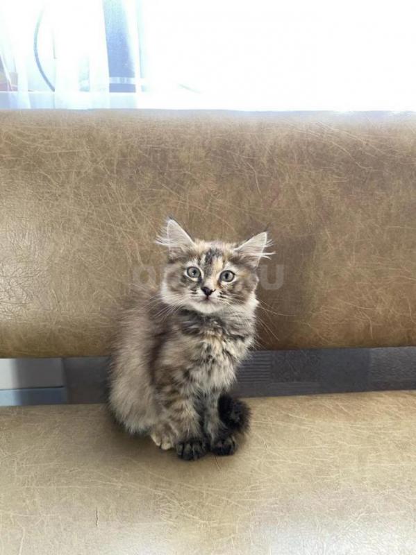 Отдам умненьких котят в добрые руки 
Игривые, от умной кошки-мышеловки, к лотку приучены
2 мальчик - Орск