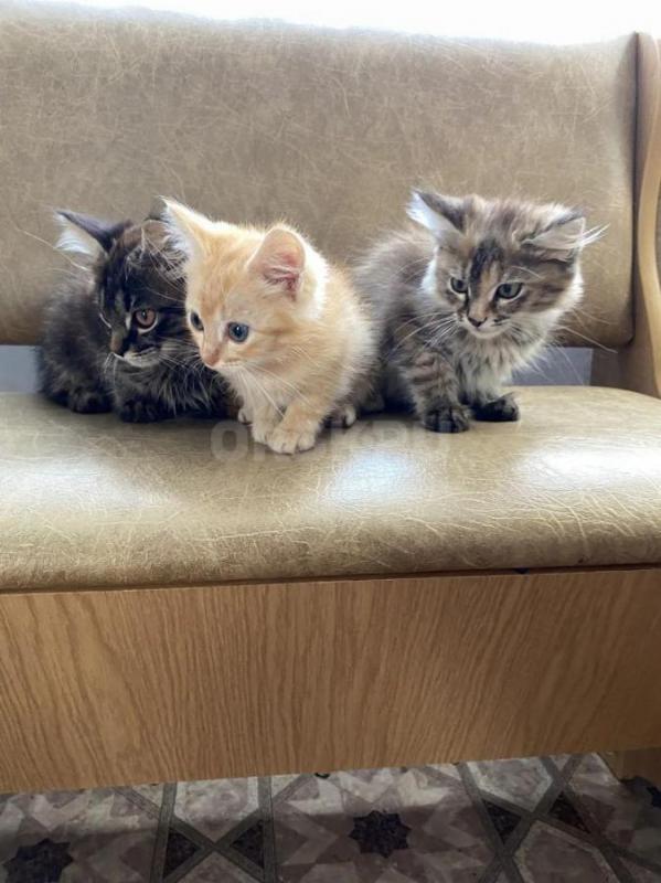 Отдам умненьких котят в добрые руки 
Игривые, от умной кошки-мышеловки, к лотку приучены
2 мальчик - Орск
