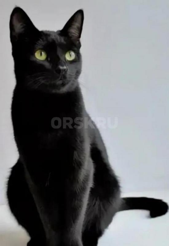 Отдам в заботливые и ответственные руки молоденькую кошечку Багиру. - Орск