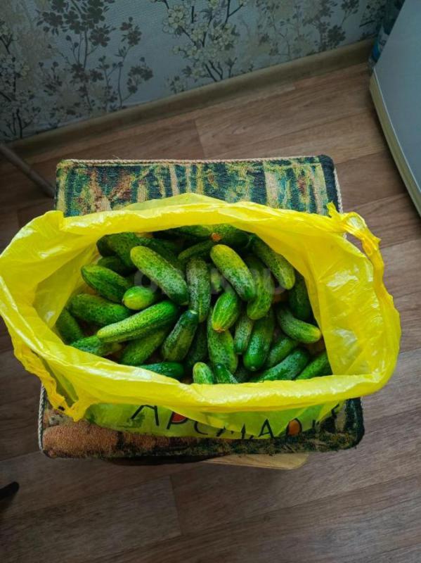 Продам яблоки садовые Мантет,без химии,очень вкусные по 100 руб. - Орск