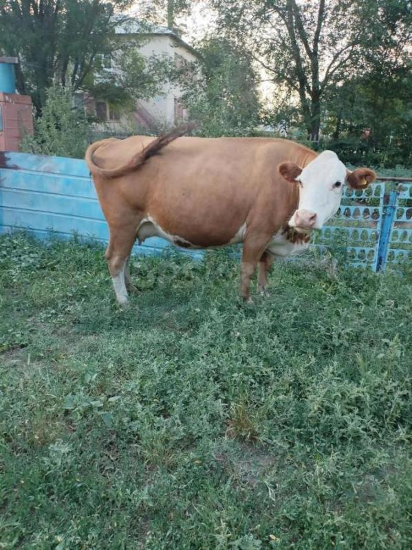 Продам коров, все вопросы по телефону 89228544595 - Орск