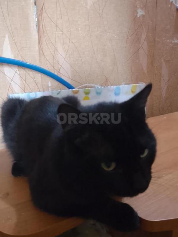 Красивый чёрный котик. 7 месяцев. - Орск
