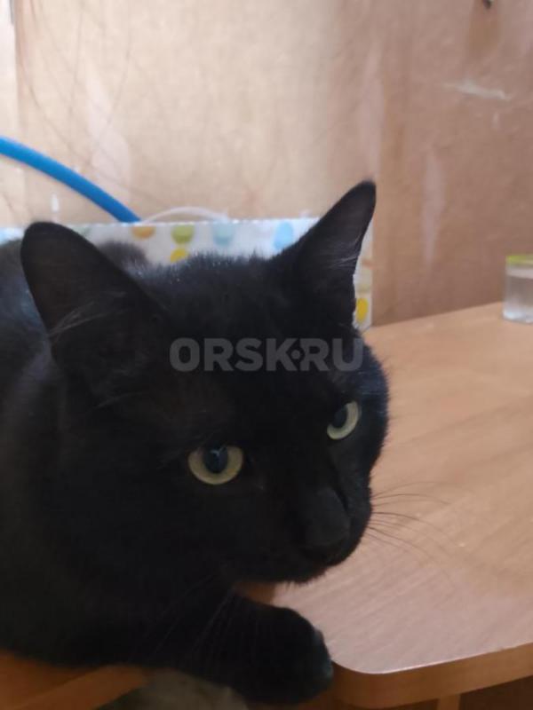 Красивый чёрный котик. 7 месяцев. - Орск