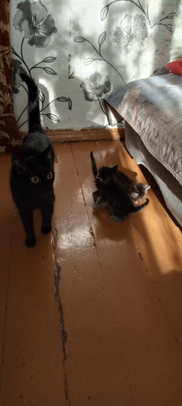 Отдам котят рождённые 23 июня, уже месяц, бегают, милые котята, светленький мальчик, тёмненькая дево - Новотроицк