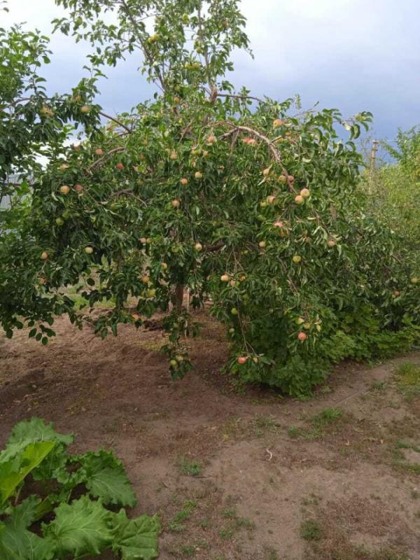 Мечтаете о собственном доме, где можно наслаждаться тишиной и природой, но при этом иметь все необхо - Крыловка