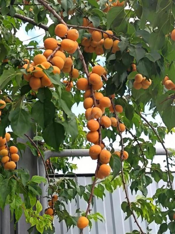 Продам садкие,вкусные абрикосы 50р/кг, без химикатов,район старого города. - Орск