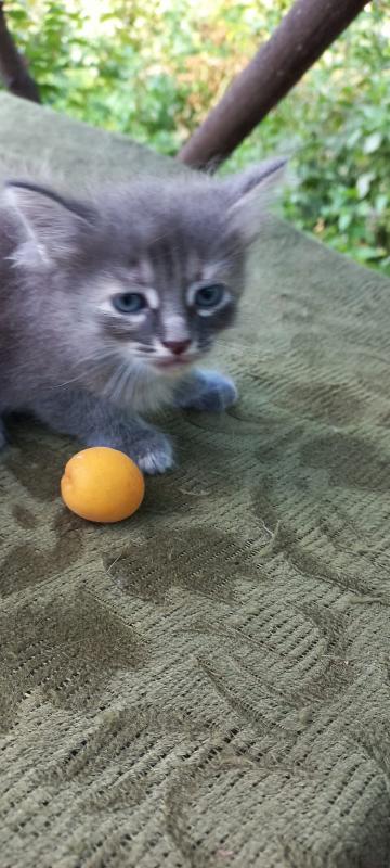 Отдам котят. - 