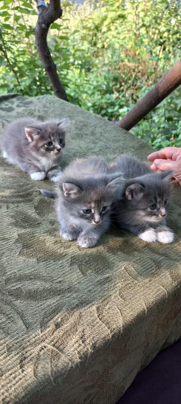 Отдам котят. - 