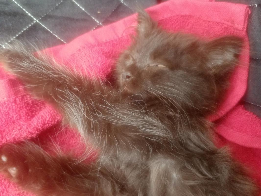 Милого пушистого котенка 🐱 у себя оставить не могу к сожалению 
Могу привезти - Орск