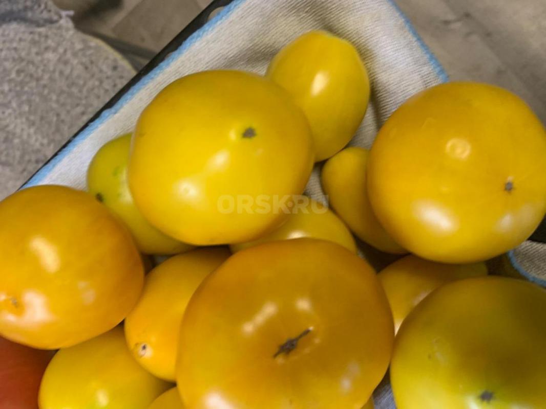 Продам домашние помидоры и огурцы - Орск