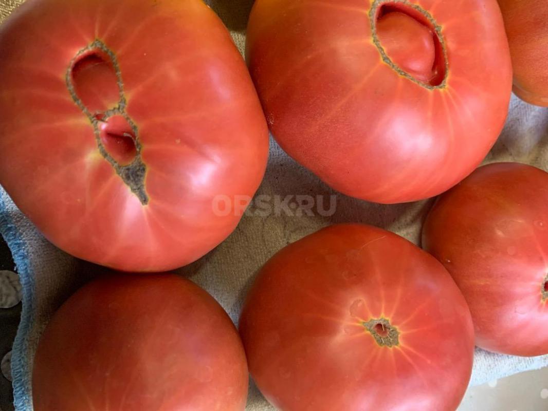 Продам домашние помидоры и огурцы - Орск