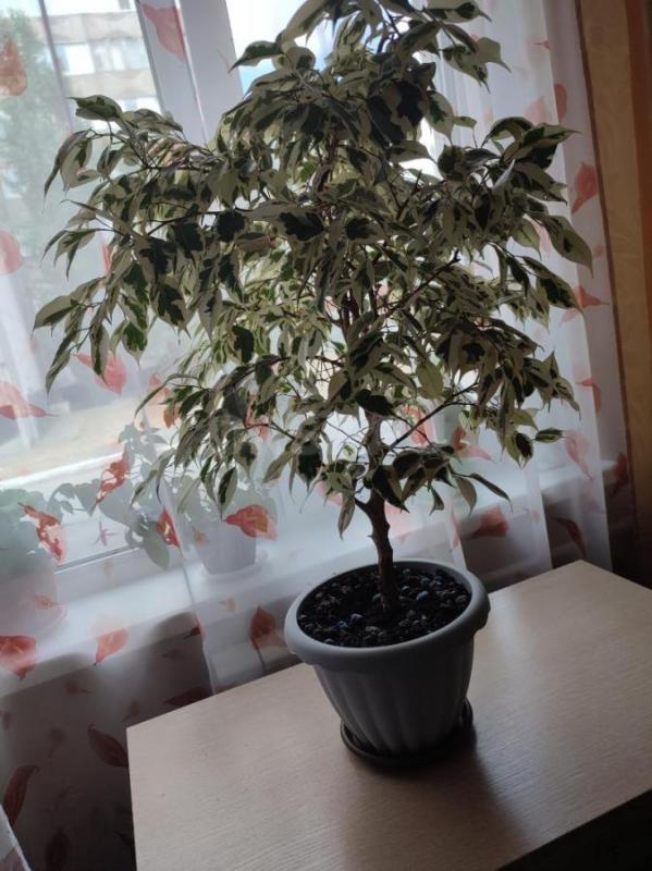 Продам фикус Бенджамин. - Орск