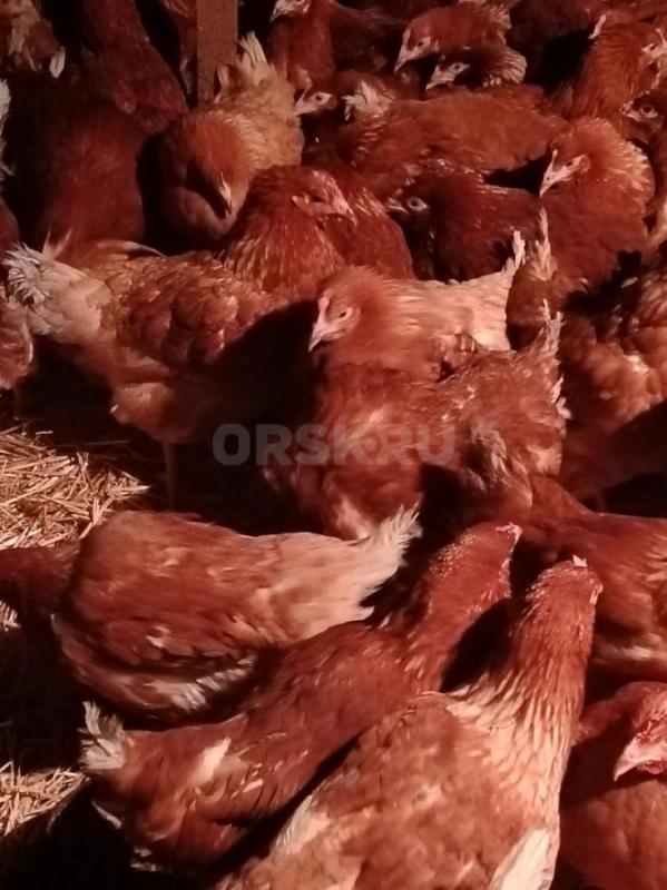 Продам кур несушек Ломан Браун 4,5 месяца, красные, цена 650р 
Доминант 4,5месяца, цена 700р
Куры - Орск