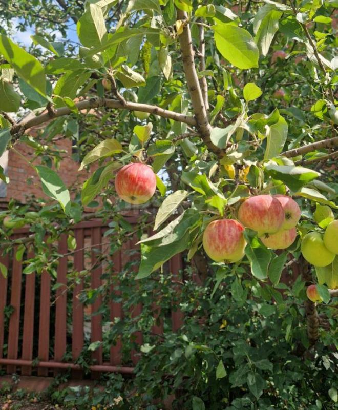 Продам яблоки и грушу 1кг 50руб домашние, груша сладкая хрустящая, яблоки тоже сладкие. - Орск