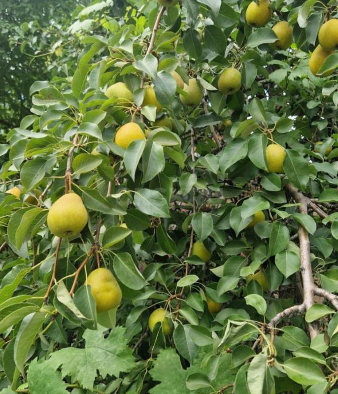 Продам яблоки и грушу 1кг 50руб домашние, груша сладкая хрустящая, яблоки тоже сладкие. - Орск