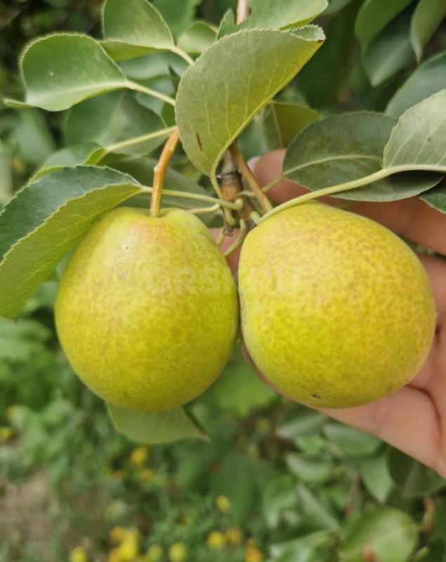 Продам яблоки и грушу 1кг 50руб домашние, груша сладкая хрустящая, яблоки тоже сладкие. - Орск