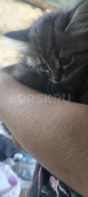 Помогите, пожалуйста, пристроить котят. - Орск