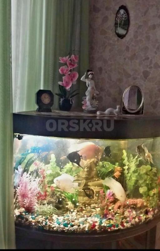 Аквариум 160 литров с крупными рыбками- 11 штук- Северум, Скалярии, Боции и др. - Орск