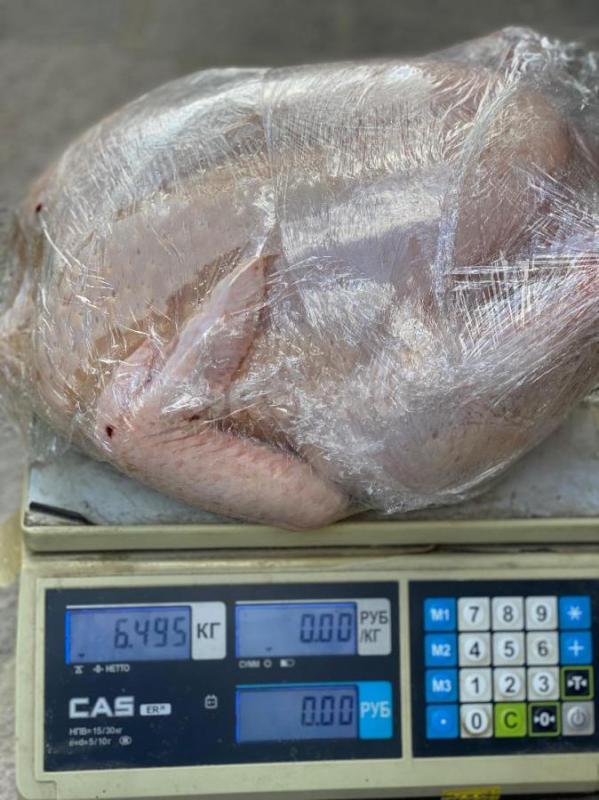 В наличии цыплята  несушки от 20 дней  
Браун ник, Ломан Браун. - Орск