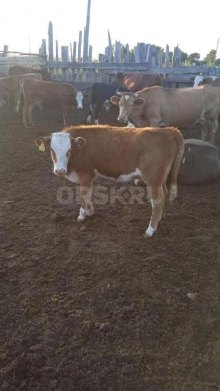 Продам !!! - Орск