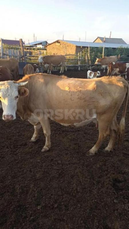 Продам !!! - Орск