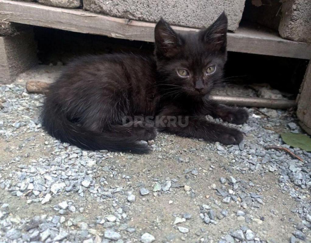 Отдам бесплатно котят в хорошие руки 
Кошка мама британская, отец нет
2 котенка 
мальчики - Орск