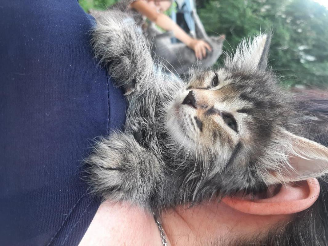 Котята, 2 месяца, мальчик темненький пушистый и две девочки- серенькие, едят все натуральное, к  гор - Орск