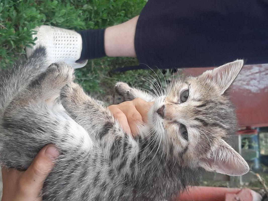 Котята, 2 месяца, мальчик темненький пушистый и две девочки- серенькие, едят все натуральное, к  гор - Орск
