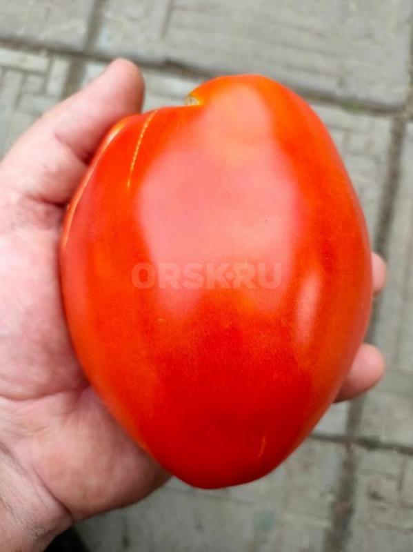 Помидоры крупные мясистые красные, жёлтые со своего сада, бесплатная доставка от 5кг, от 1-5кг встре - Орск