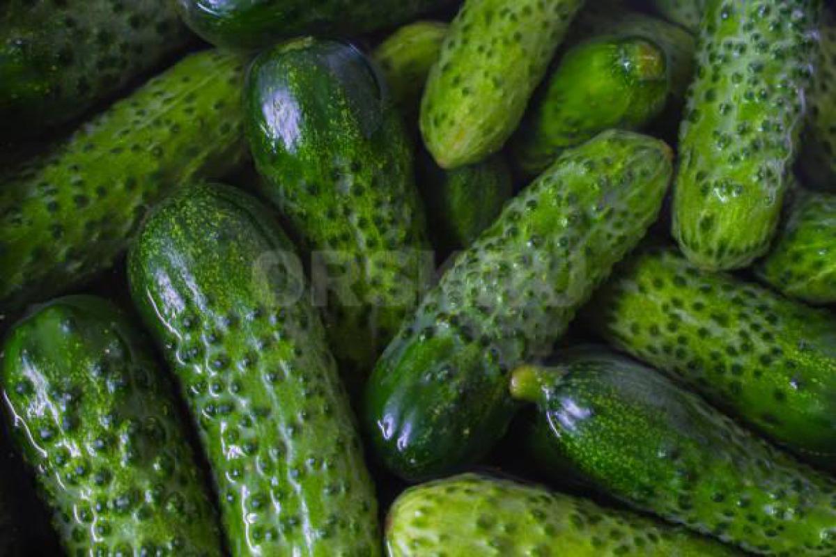 Продам помидоры 200 р за 1кг
                огурцы 150 р за 1кг - Орск